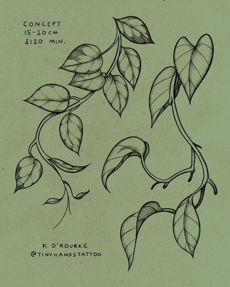 a drawing of leaves on a green background