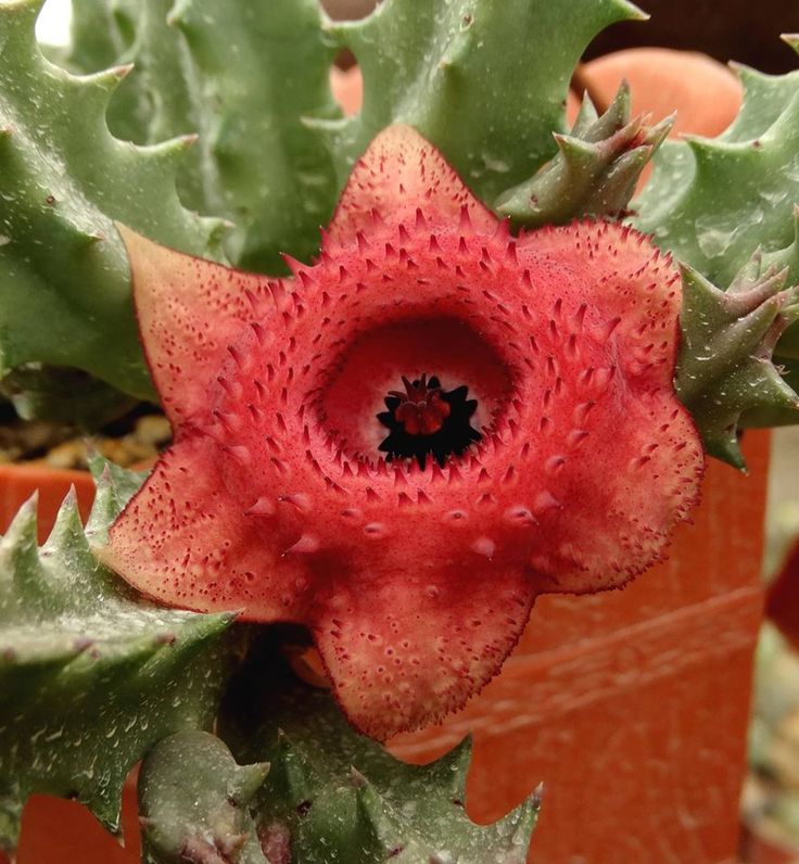 a close up of a red flower on a plant