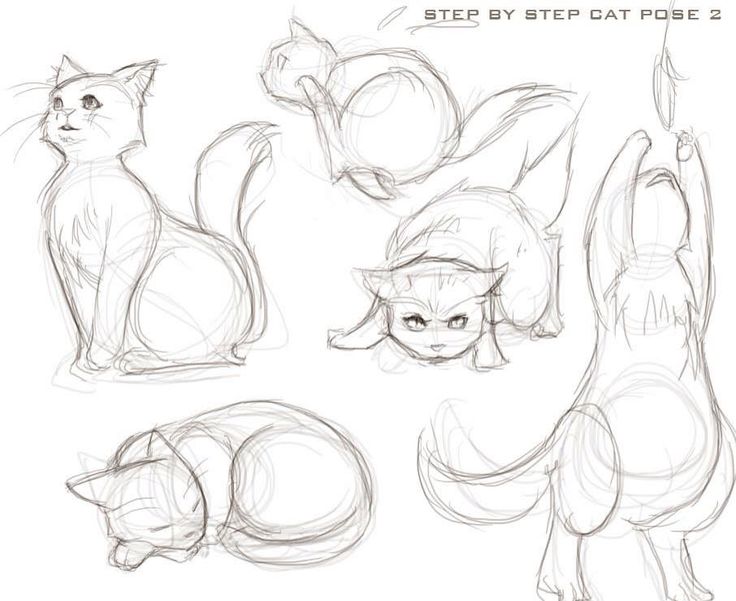 sketches of cats and their positions in the process of making them look like they are doing something