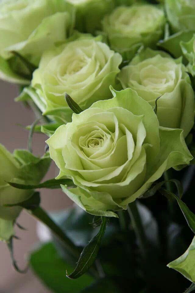 a vase filled with green roses on top of a table