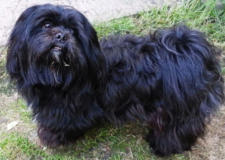 a shaggy black dog standing on top of a grass covered field with the words handsome india above it