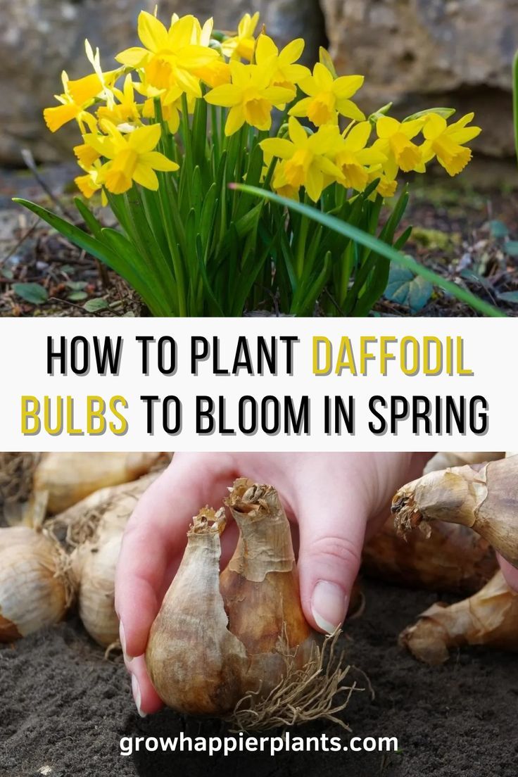 how to plant daffodil bulbs to bloom in spring