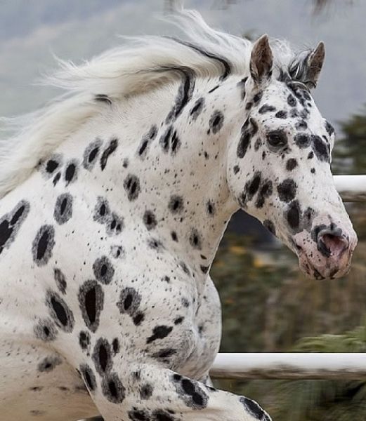 a white and black spotted horse is galloping