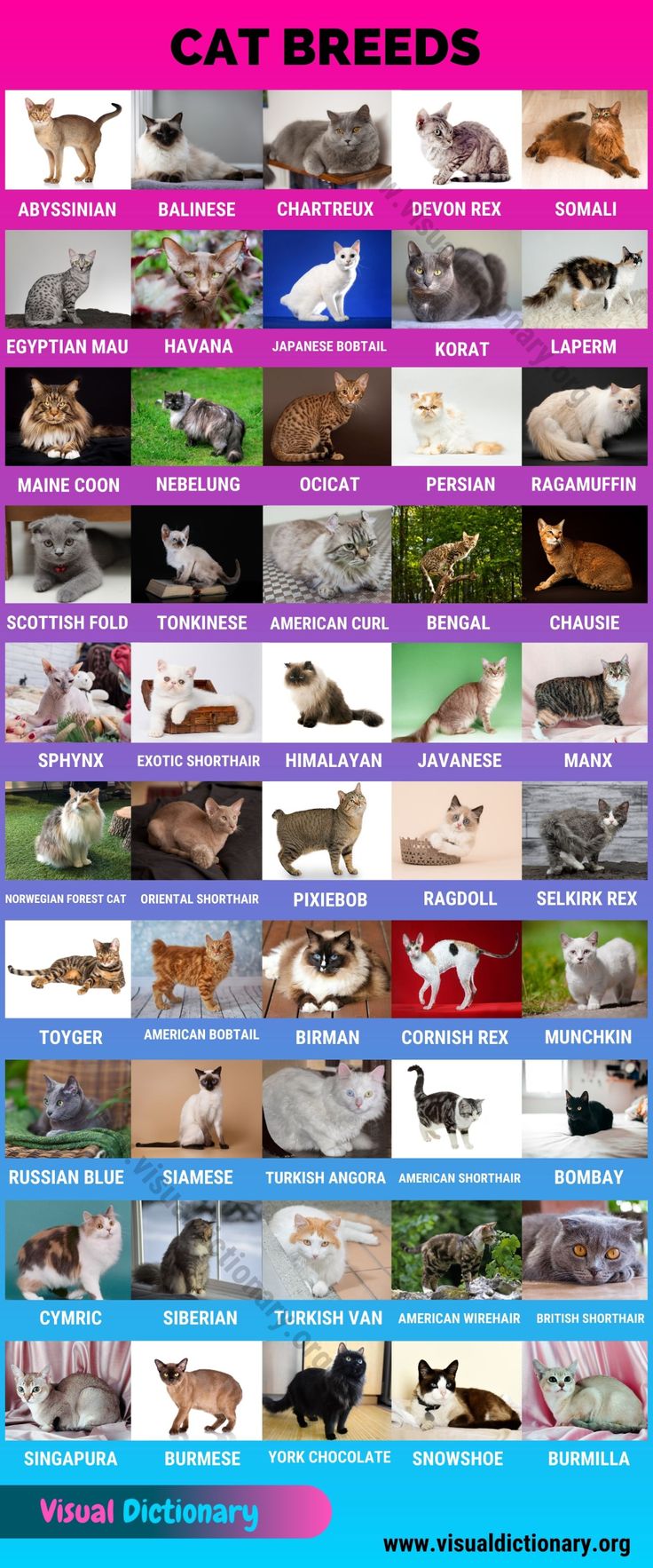 the cat breeds poster shows different types of cats and kittens in their respective colors