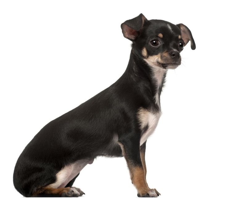 a small black and brown dog sitting down