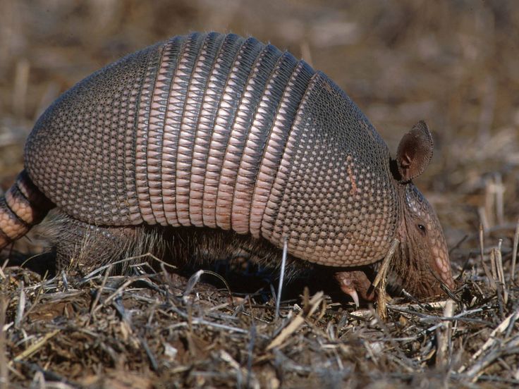 an armadile walking on the ground with it's head turned to the side