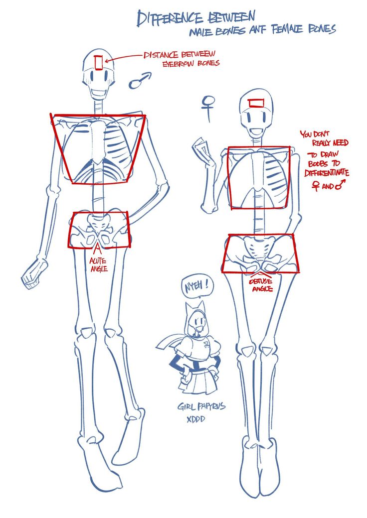 the human skeleton is shown in red and blue, with instructions for how to draw it