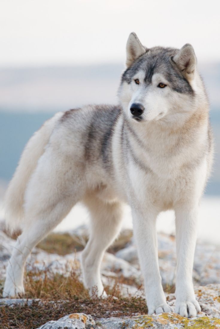 a gray and white dog standing on top of a rocky hillside