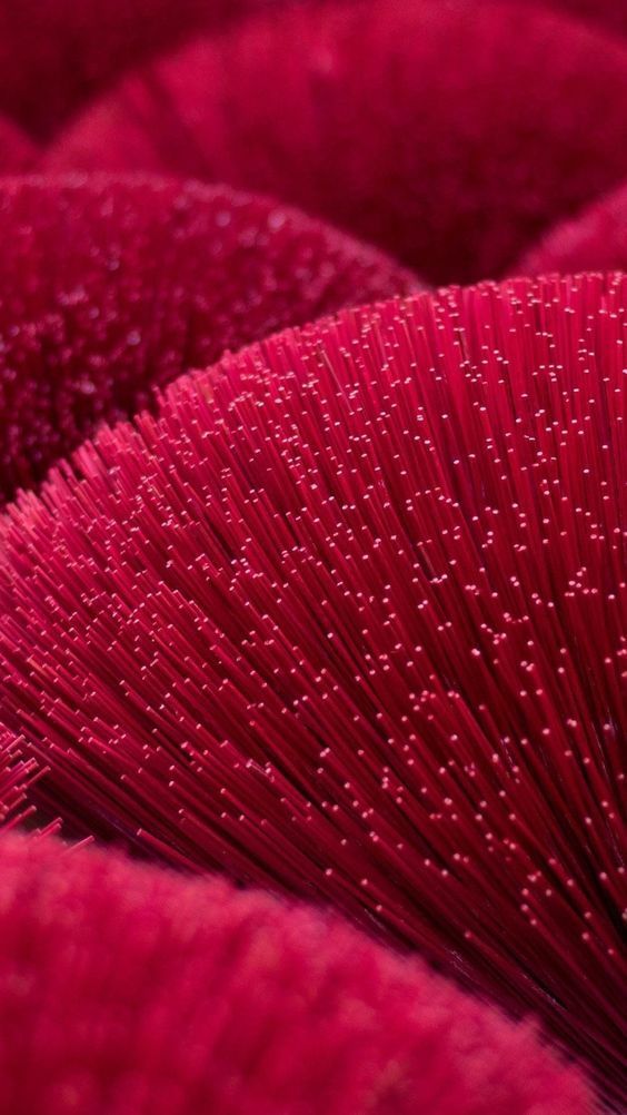 close up view of some red plants with water droplets