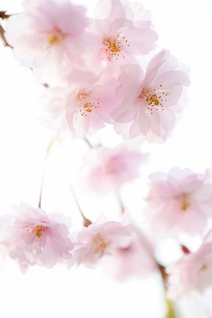 some pink flowers are in a glass vase