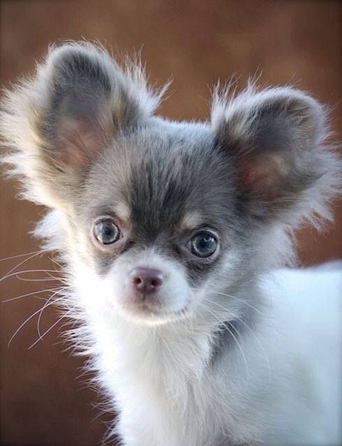 a small gray and white dog standing on top of a wooden floor