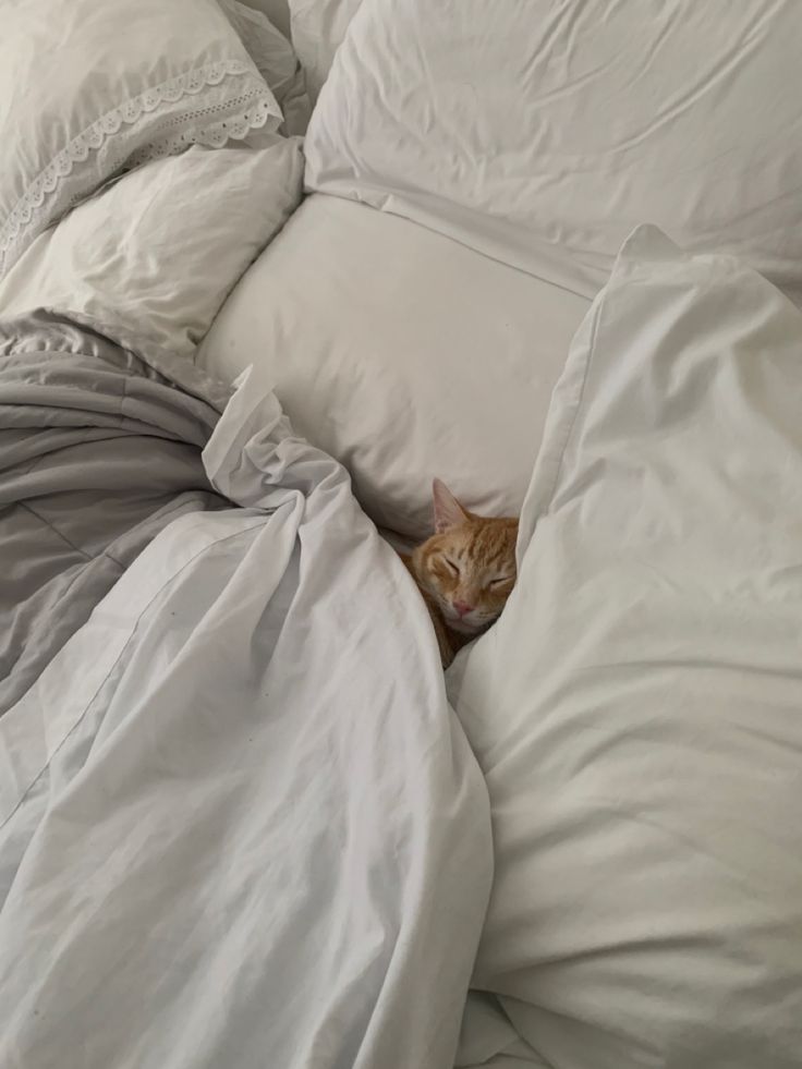 Cozy Cat/White Bed/Orange Cat/Cute Cat/Cozy/Cat Cats In Bed Aesthetic, Cat At Home Aesthetic, Cozy Cat Bed, Cat Cuddle Aesthetic, Cozy January Aesthetic, Cozy In Bed Aesthetic, Cozy Cat Aesthetic, Cat In Bed Aesthetic, Good Sleep Aesthetic