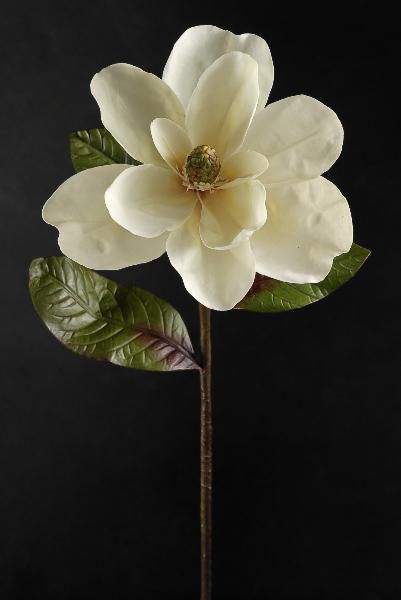 a white flower with green leaves on a black background