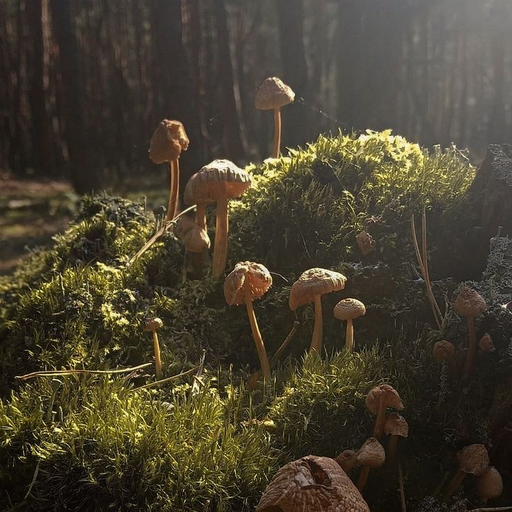 many mushrooms growing on the side of a mossy hill in the forest with sunlight shining through