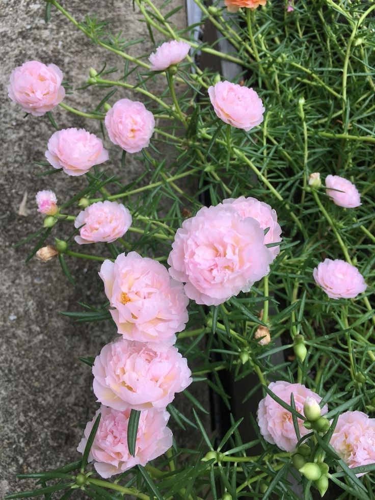 some pink flowers are growing in a pot