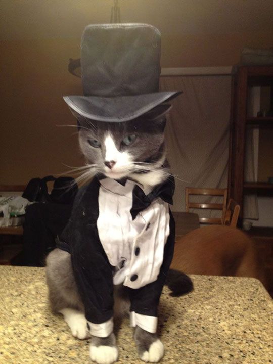 a cat wearing a top hat and bow tie