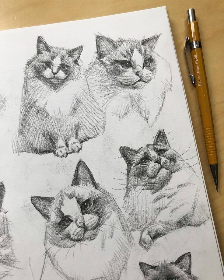 a pencil drawing of different types of cats