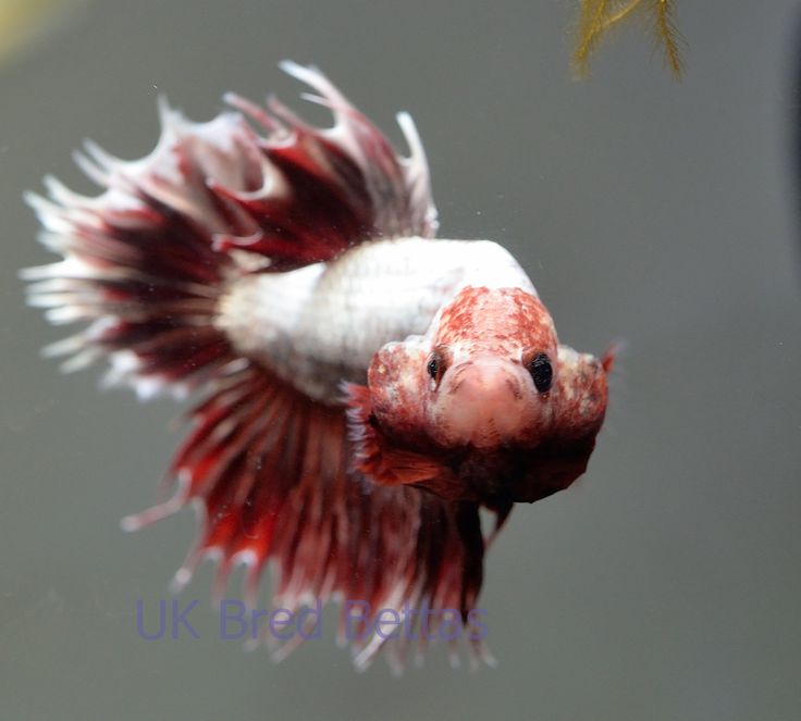 a red and white fish with long tail