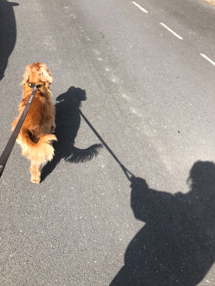 a small dog on a leash walking down the street