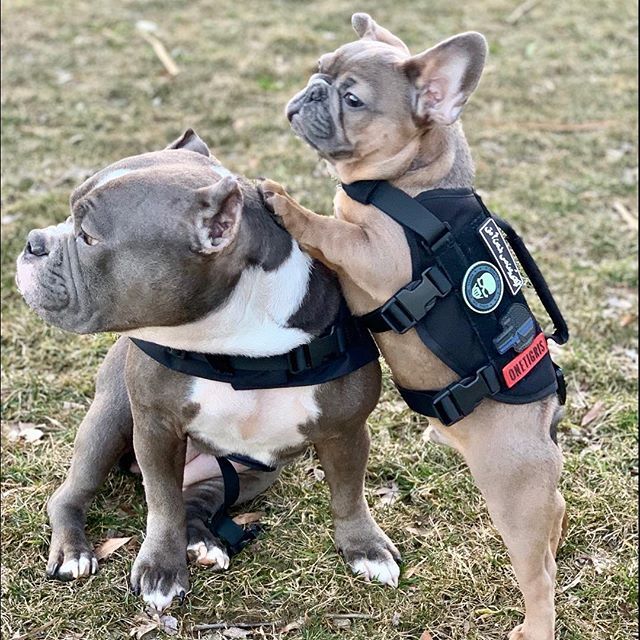 two dogs are playing with each other in the grass and one is wearing a vest