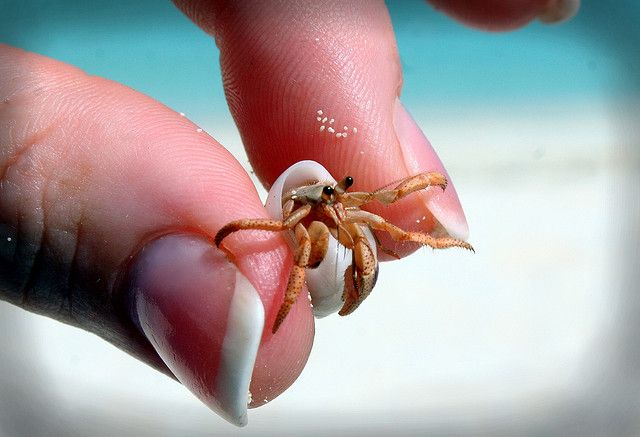 a tiny crab is sitting on the tip of someone's thumb and it looks like they are holding something in their hand