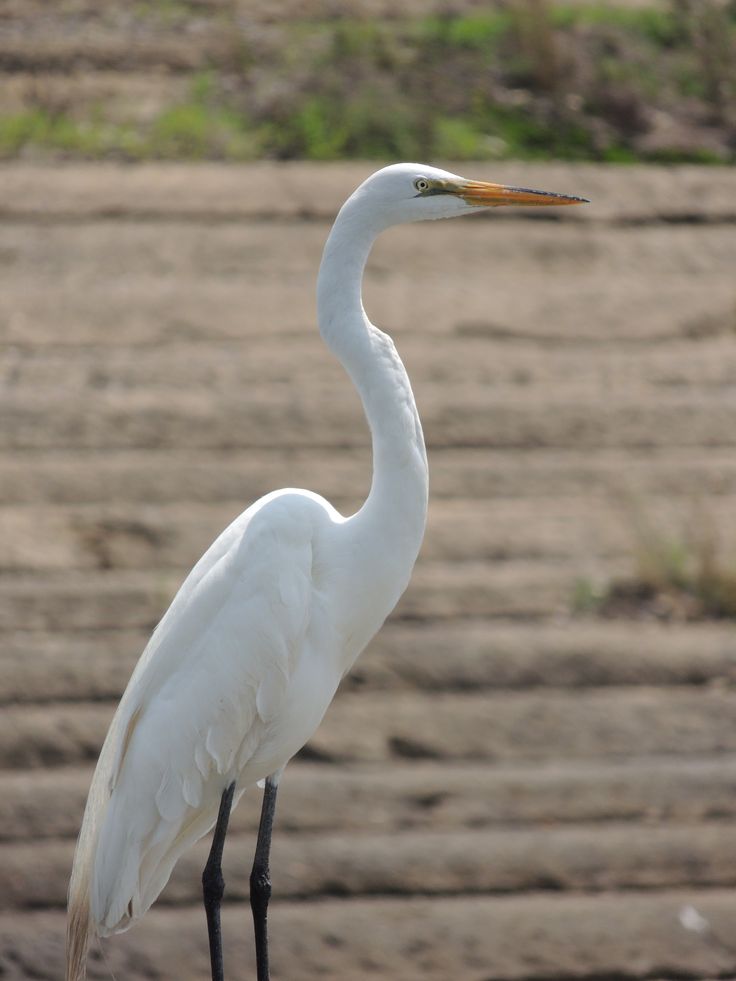 a large white bird standing on top of a wooden floor next to a dirt field