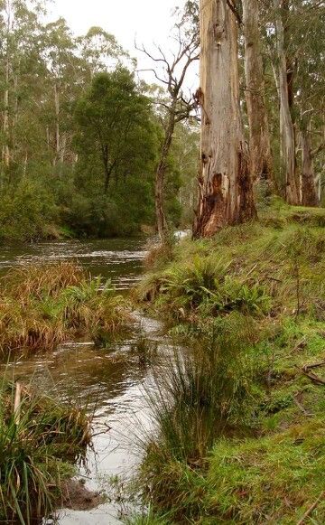 a river running through a lush green forest filled with tall grass and lots of trees