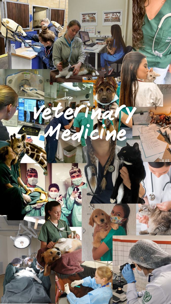 collage of veterinary and veterinary images with caption that reads veterinary medicine