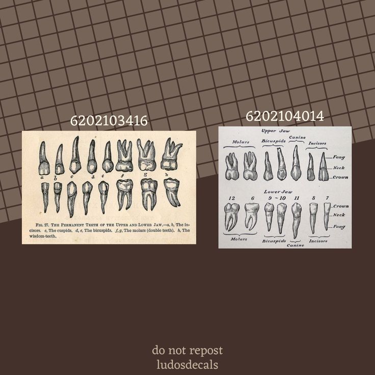 two pictures with different types of teeth and numbers on them, one showing the same type of teeth