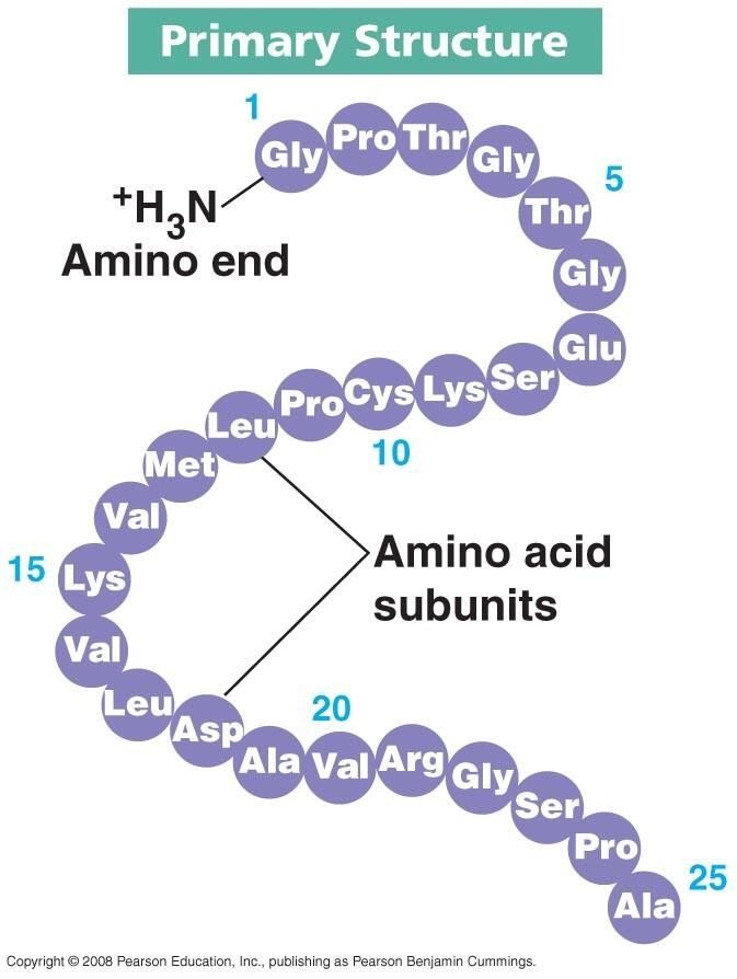 the structure of an animal's body and how it is made out of numbers