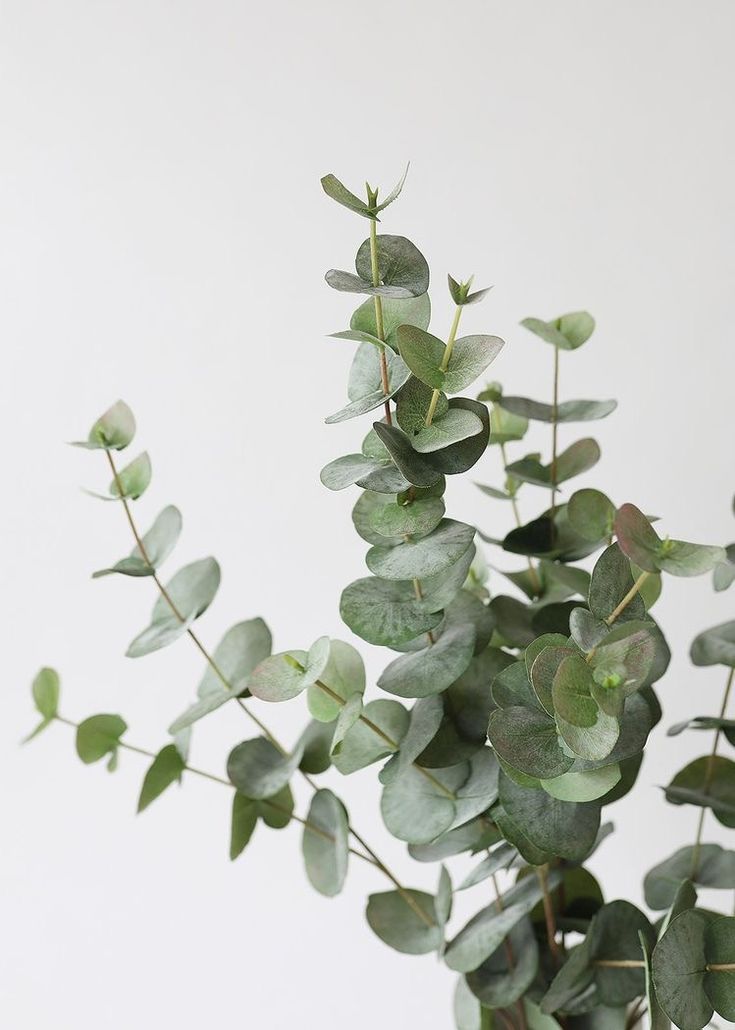 a plant with green leaves in a vase