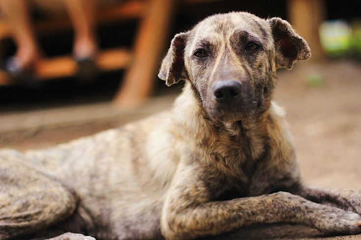 a brown dog laying on top of a dirt floor next to a wooden table and chair