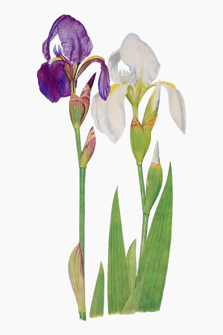 two purple and white flowers with green stems on a white background in watercolour