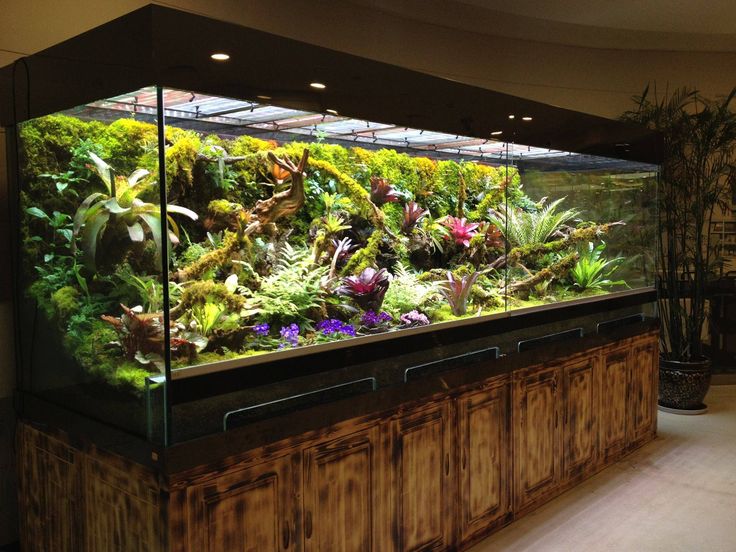 a large aquarium filled with lots of plants