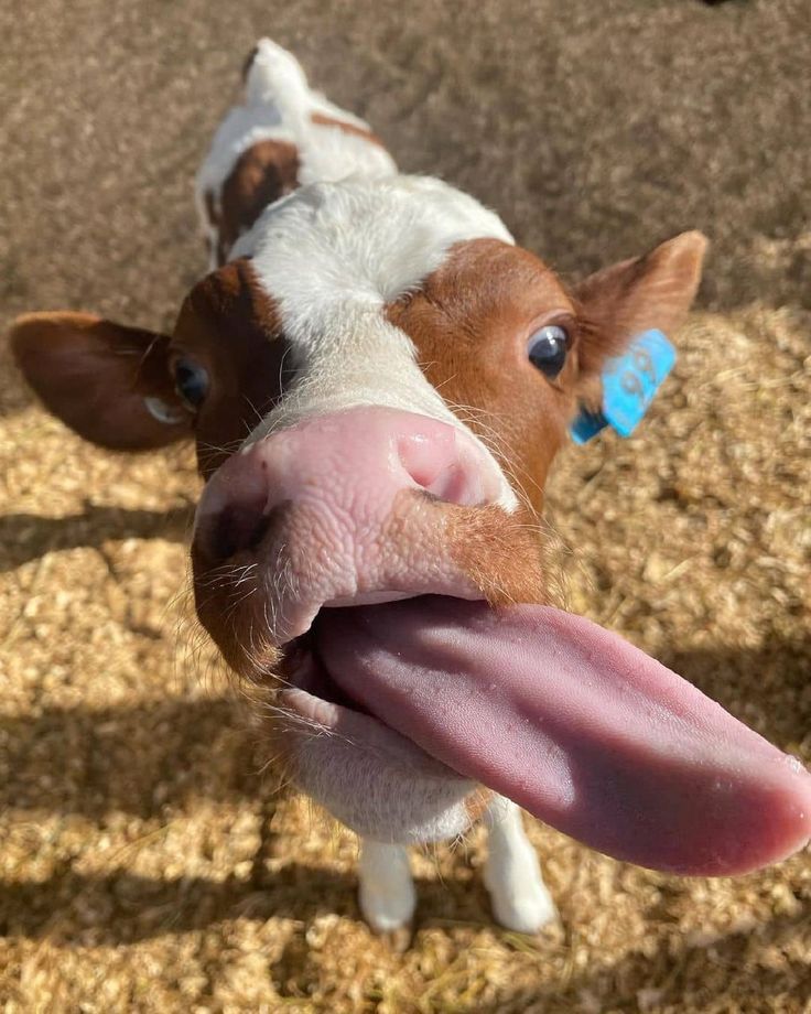 a brown and white cow sticking its tongue out