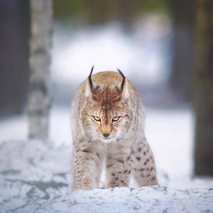 a lynx walking in the snow near some trees