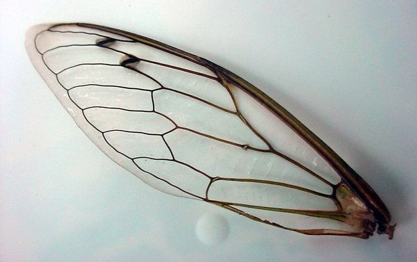 an insect's wing is shown on a white surface with water droplets in the foreground