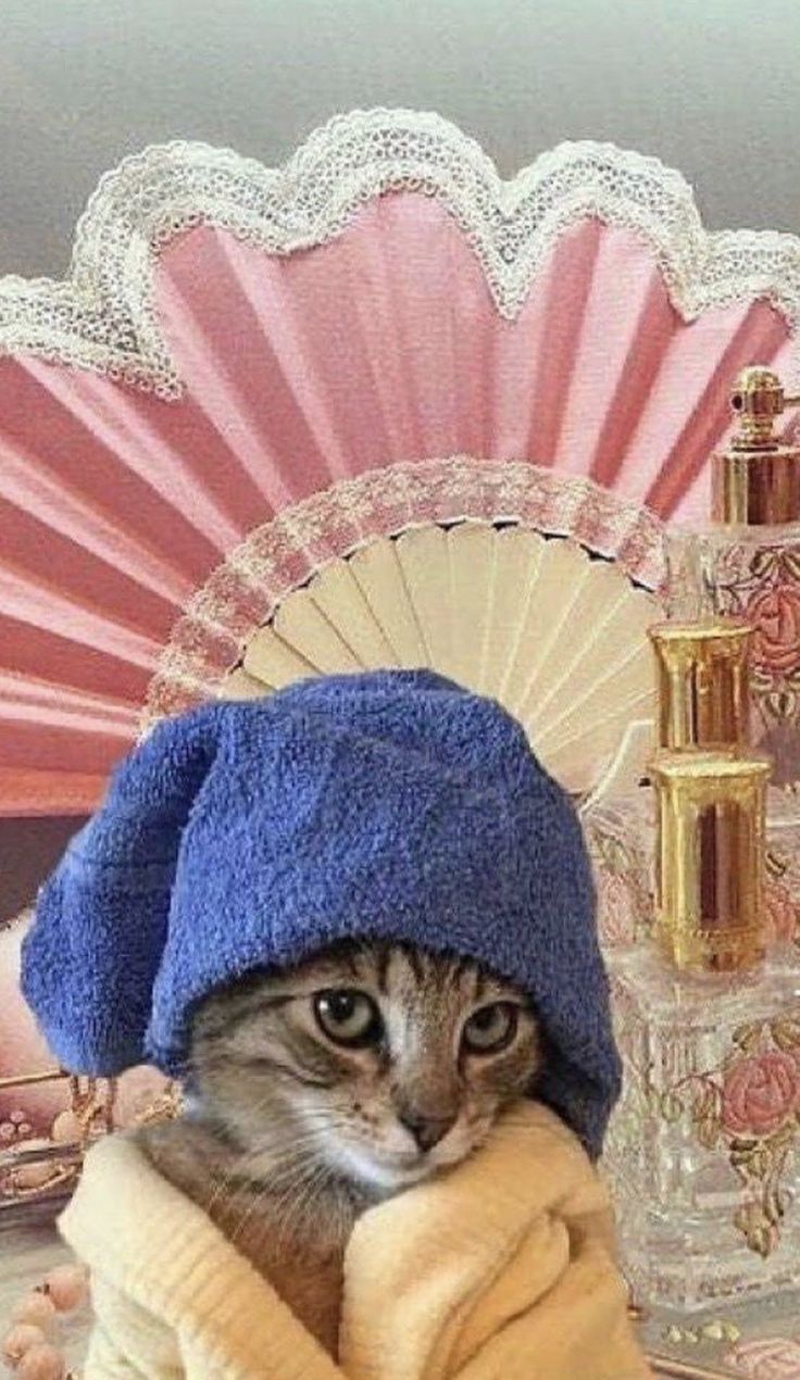 a cat wearing a blue hat sitting on top of a table next to a fan