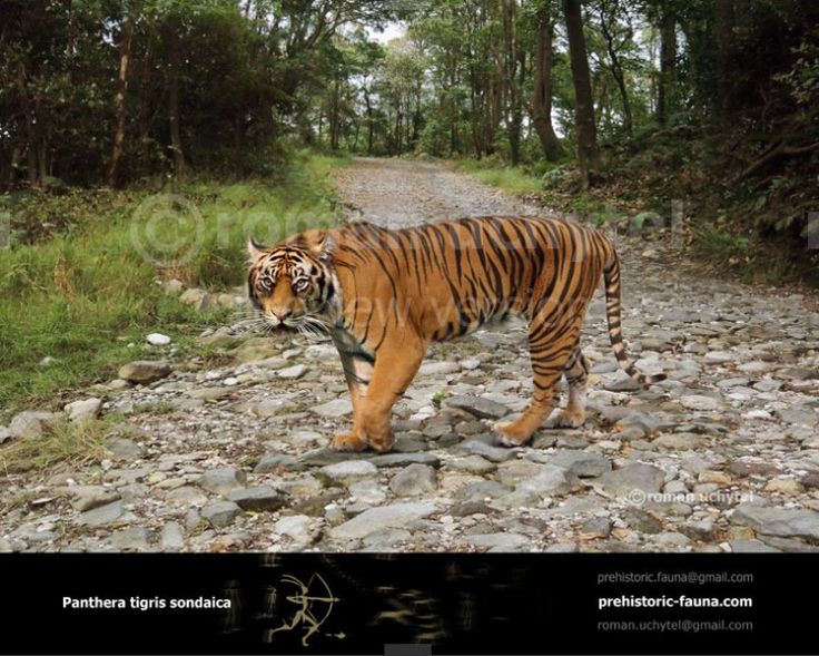 a tiger walking across a rocky road in the woods