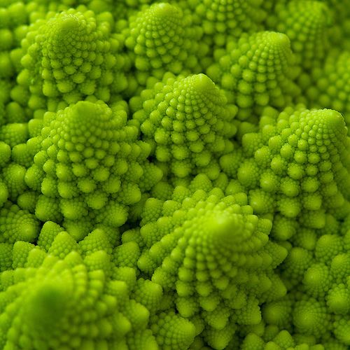 close up view of green vegetables with lots of tiny dots on it's surface