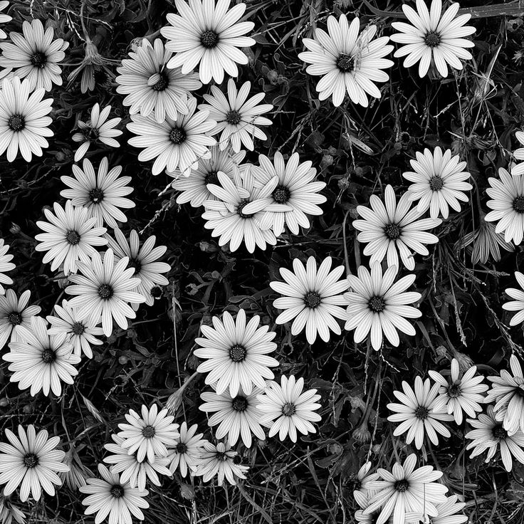 black and white photograph of daisies growing in the grass, taken from above looking down