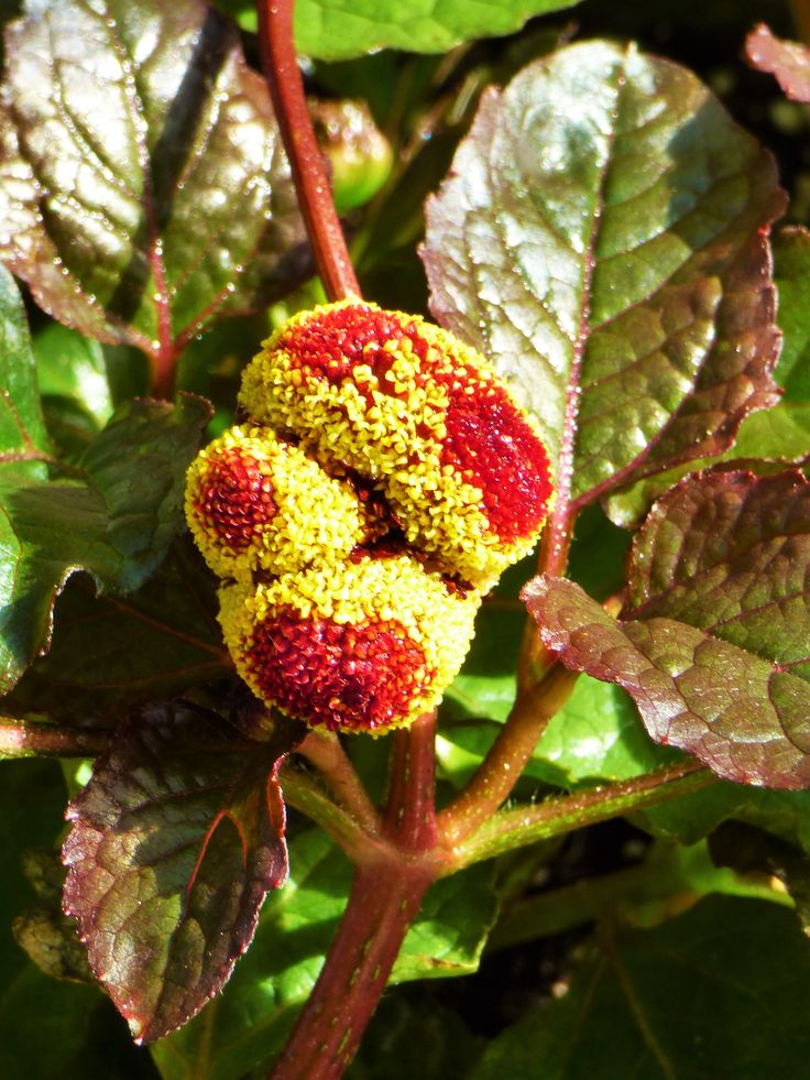 a close up of a plant with flowers and leaves