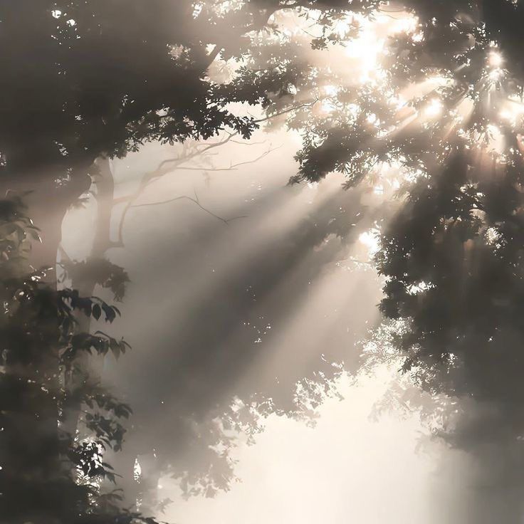 the sun shines through the trees in the foggy forest with sunlight coming through