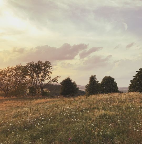 a grassy field with trees and clouds in the background at sunset or sunrise, there is no image here to provide a caption for