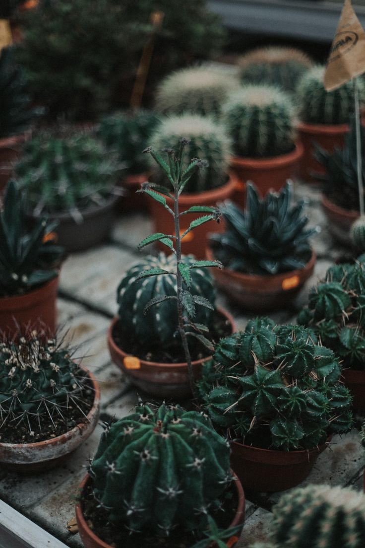 many different types of cactus in small pots