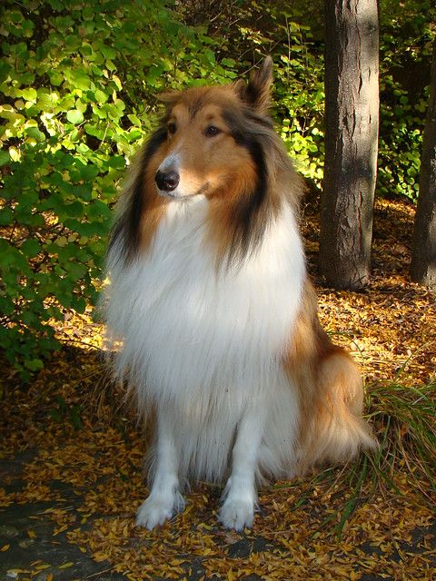 a brown and white dog sitting on top of a leaf covered ground next to trees