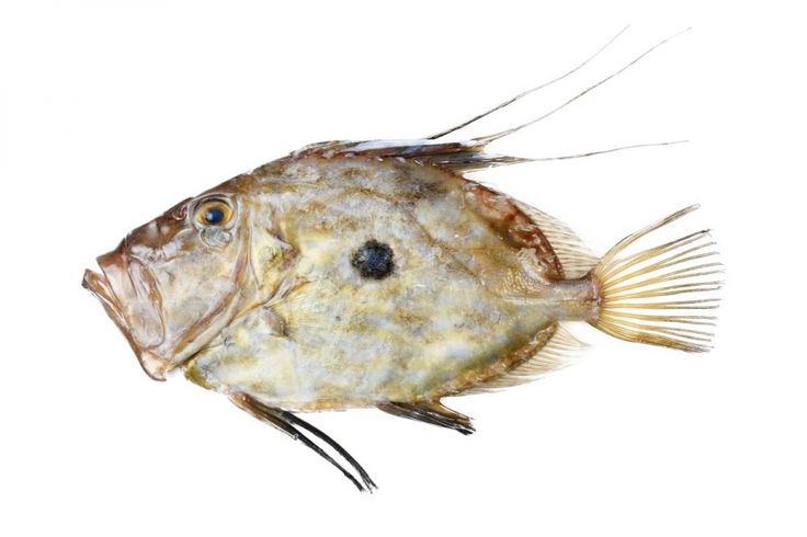 a close up of a fish on a white background