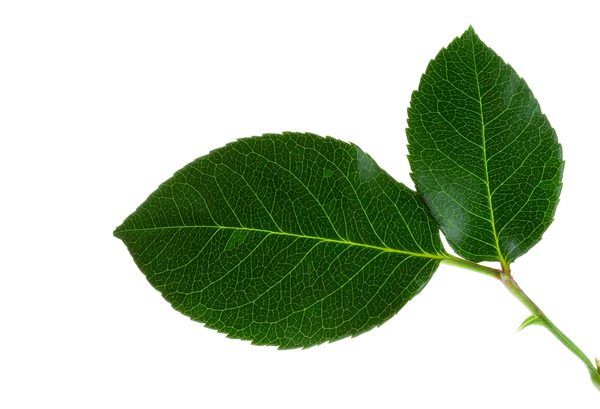 a single green leaf on a white background