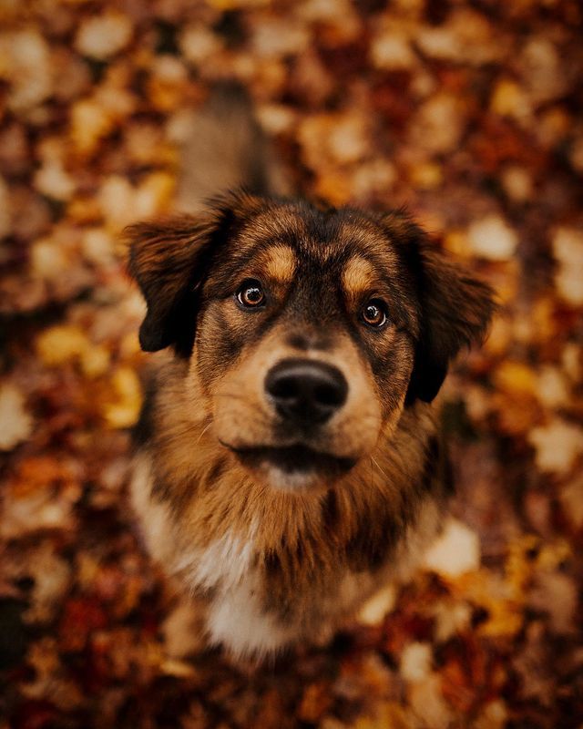 a dog is looking up at the camera with leaves on the ground around him and it's eyes wide open