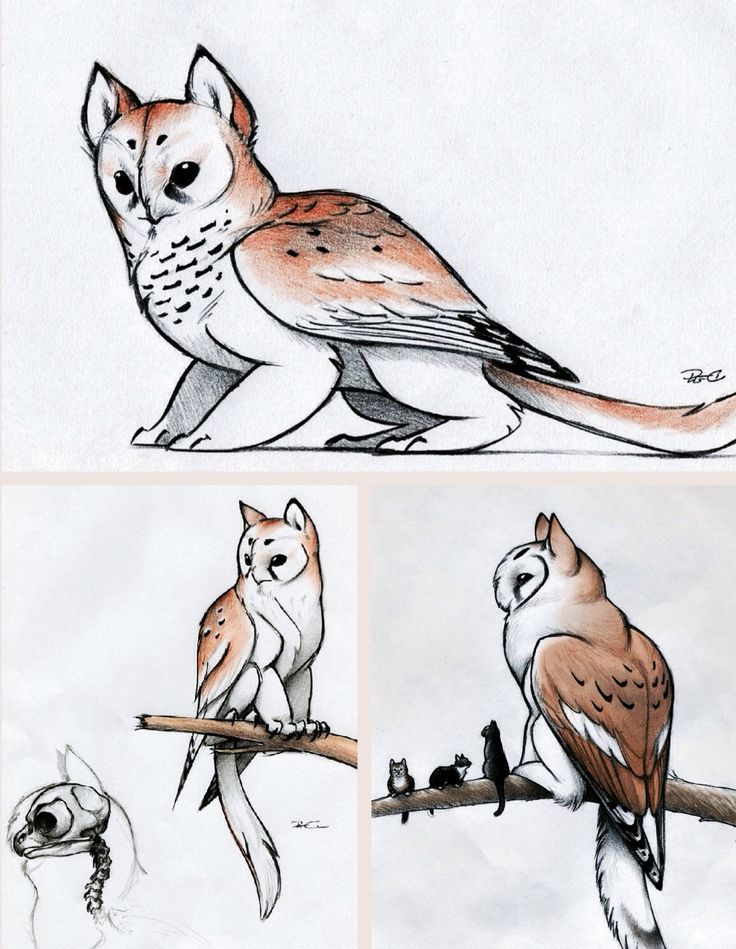 two pictures of different types of birds on a branch and one with an owl sitting on it